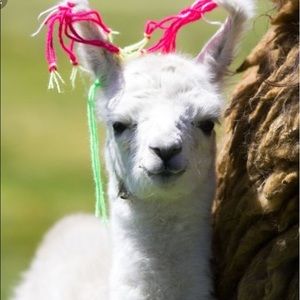 Meet your Posher, Sosie